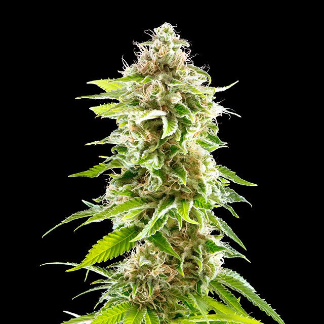 Cookies Haze - Cannabissorte