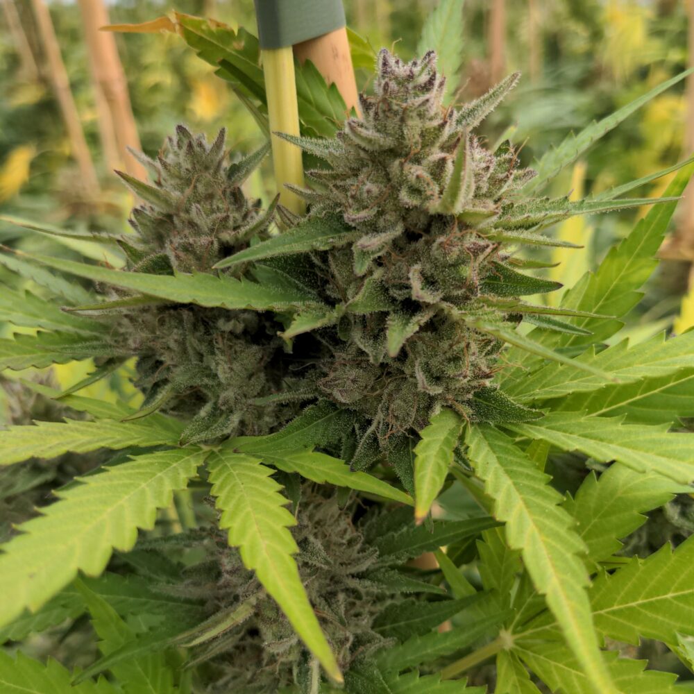 Cookies Kush - Cannabissorte