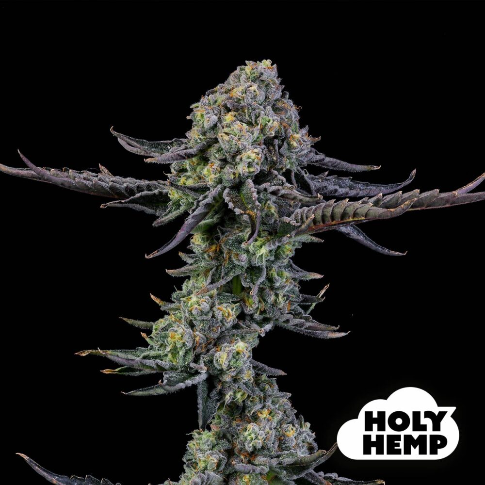 Cookies XL - House of Seeds