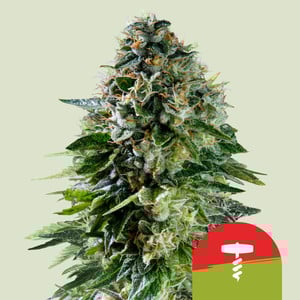 Corkscrew Auto - Royal Queen Seeds