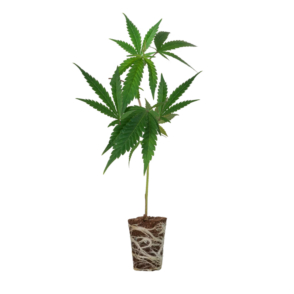 Critical 2 Steckling - 1 Steckling - Lucky Hemp