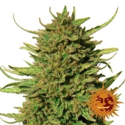 Critical Kush - Feminisiert - Hanfgarten