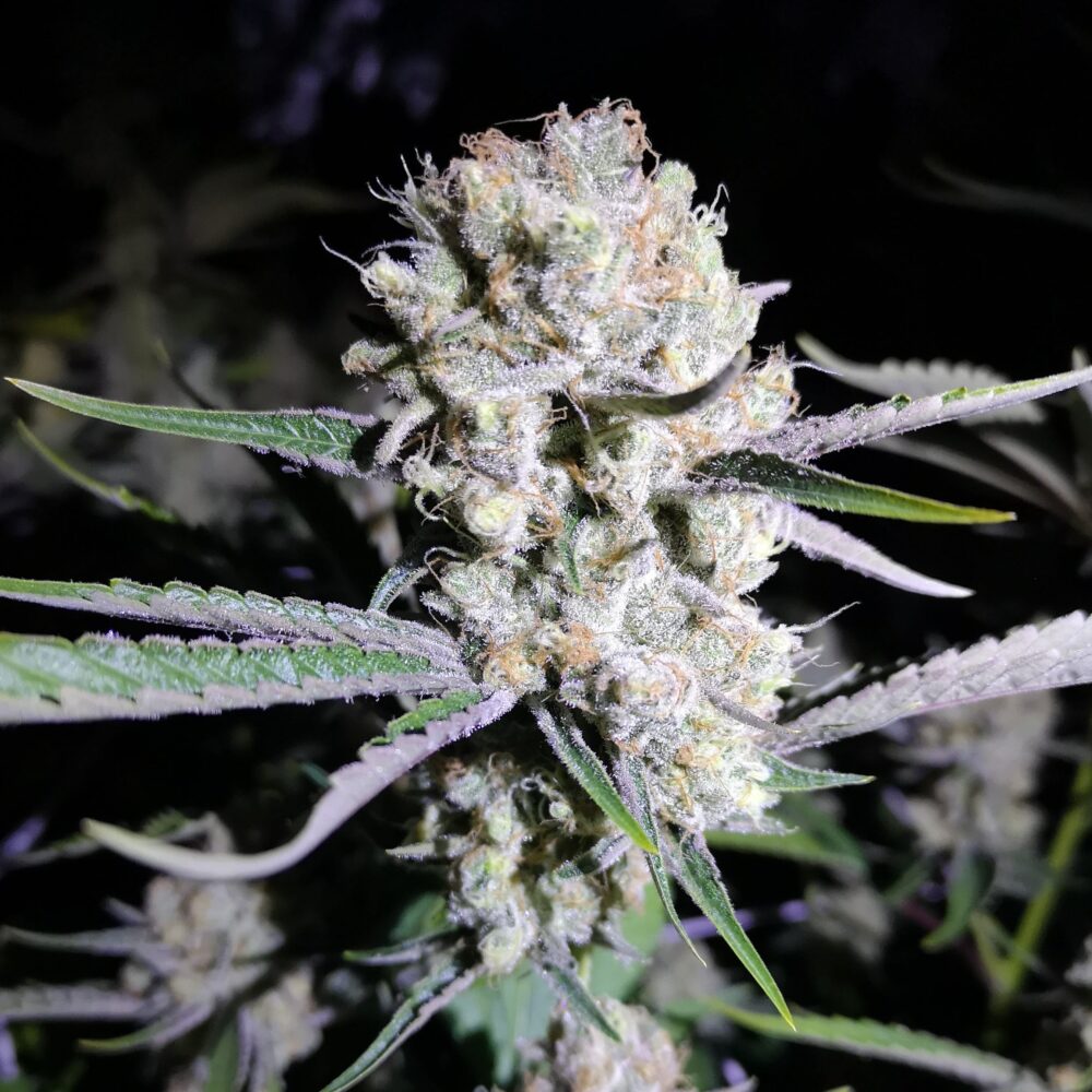 Critical - Cannabissorte