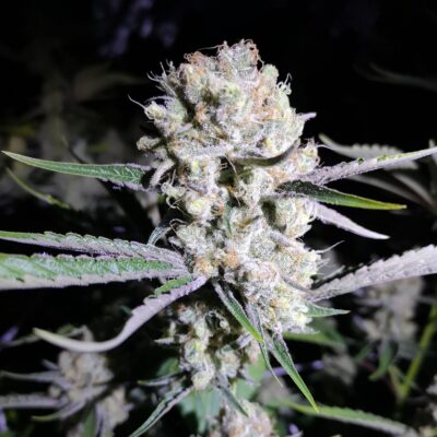 Critical - Cannabissorte