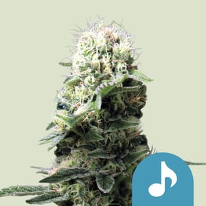 Dance World - Cannabissorte