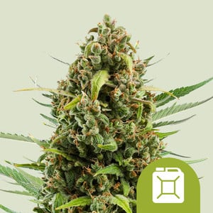 Diesel Auto - Royal Queen Seeds