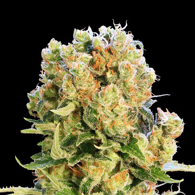 Diesel Glue - Cannabissorte