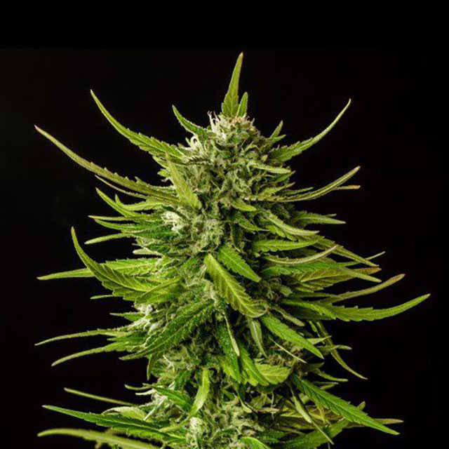 Dosidos - Cannabissorte