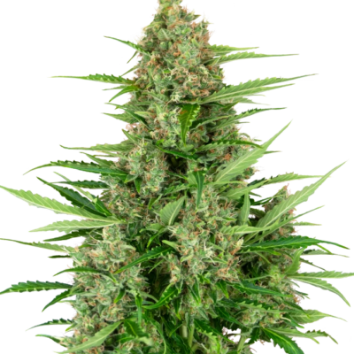 Double Kush Cake 040 Cannabis Samen Feminisierte Autoflowering Indica Samen für den Eigenanbau - CBD 040