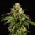 Sherbert - Cannabissorte