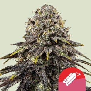 Dynamite Diesel - Royal Queen Seeds