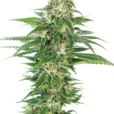 Early Skunk Autoflowering 040 Cannabissamen - CBD 040