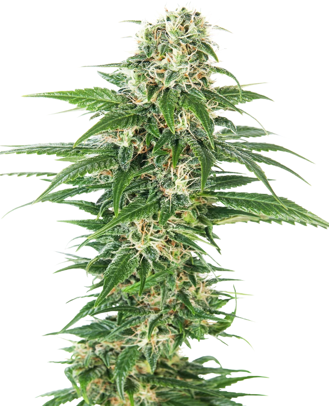Early Skunk Autoflowering 040 Cannabissamen - CBD 040