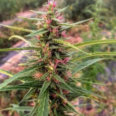 Eletta Campana CBD Samen Feminisiert - 1 Samen - Lucky Hemp