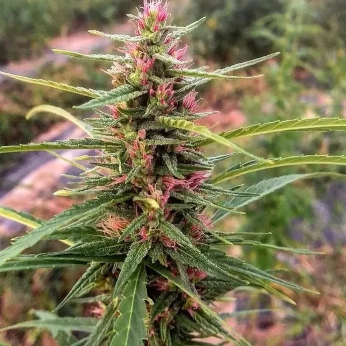 Eletta Campana CBD Samen Feminisiert - 1 Samen - Lucky Hemp