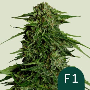 Epsilon F - Royal Queen Seeds