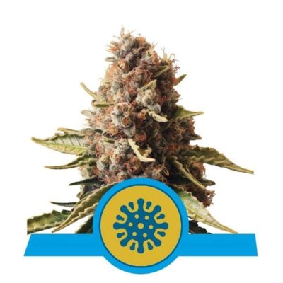 Euphoria CBD - Feminisiert - Hanfgarten