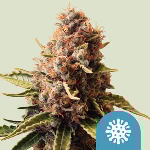 Euphoria - Cannabissorte