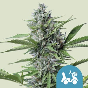 Fast Eddy Automatic CBD - Royal Queen Seeds