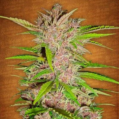 Fastberry - Autoflowering - Hanfgarten