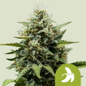Fat Banana Auto - Royal Queen Seeds
