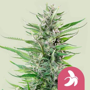 Fat Banana - Cannabissorte