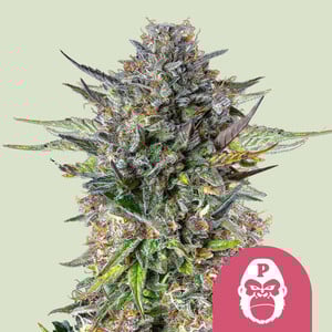 Forbidden Fruit - Cannabissorte