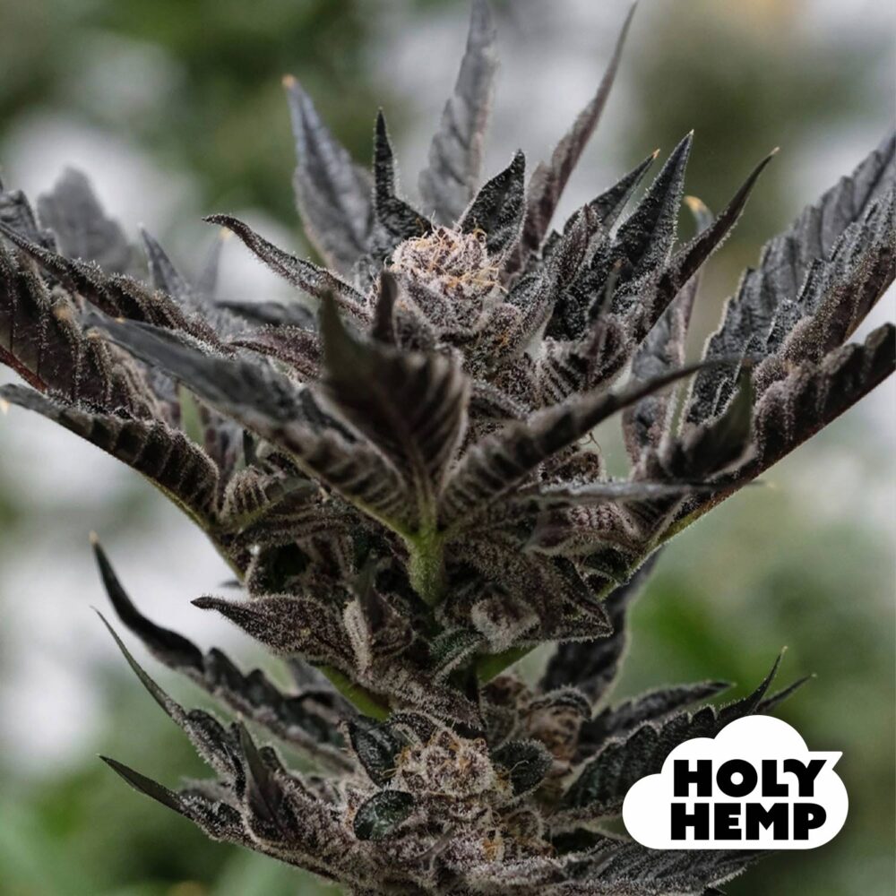Forbidden Runtz - House of Seeds
