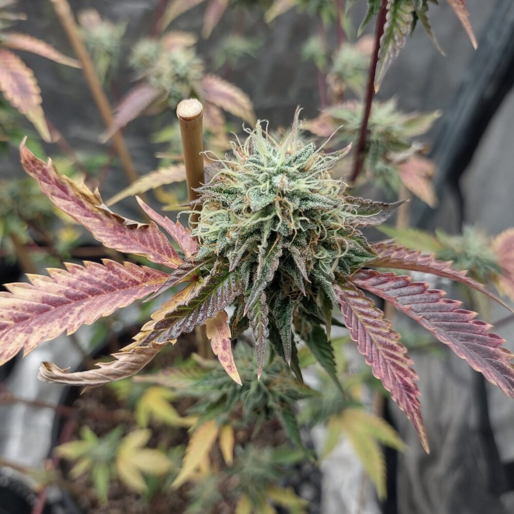 Fruit Pie - Cannabissorte