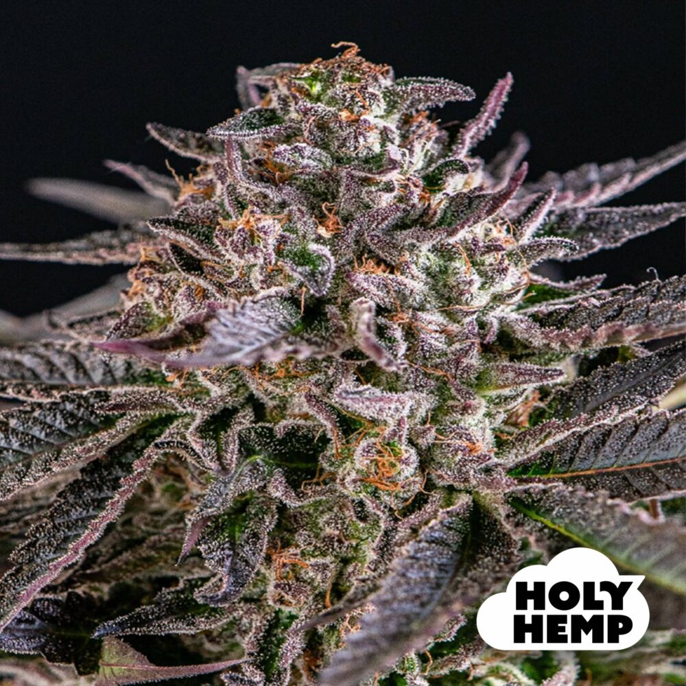 Funnel Cake - House of Seeds