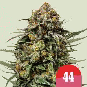 Gelato 44 - Royal Queen Seeds