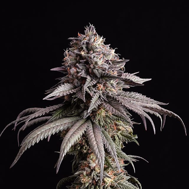 Gelato Kush - Cannabissorte