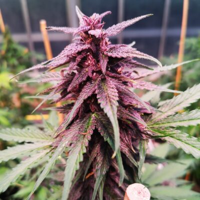 Gelato - Cannabissorte