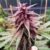 Gelato - Cannabissorte