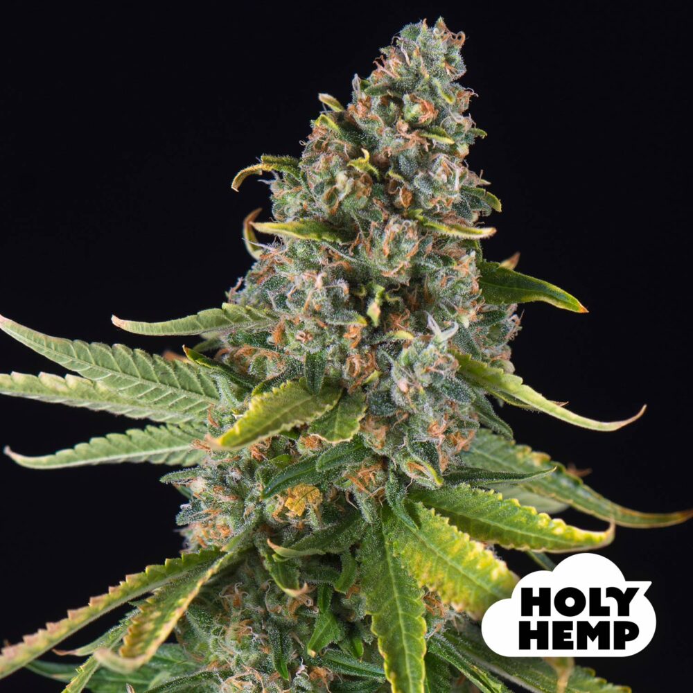 Gelato XL - House of Seeds