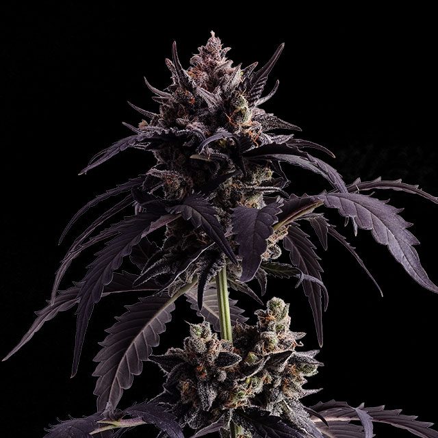 Ginger Punch - Cannabissorte