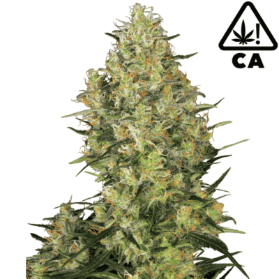 Girl Scout Cookies feminisierte Cannabissamen - CBD 040