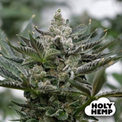 GMO Rootbeer - House of Seeds