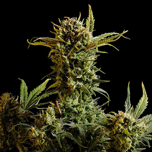 Gnome Walker - Cannabissorte
