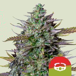 GOAT'lato Auto - Royal Queen Seeds