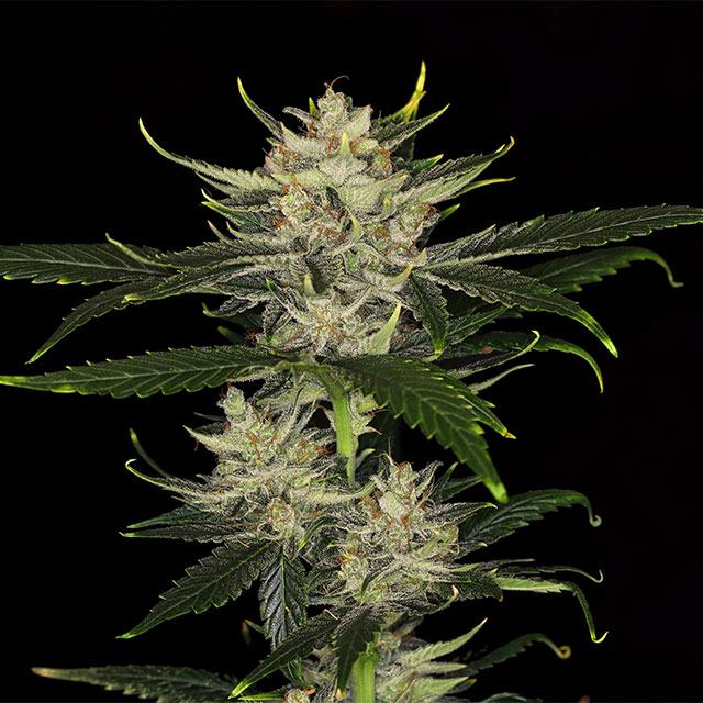 Gorilla King Auto - Kannabia