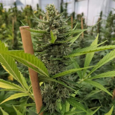 Gorilla Berries - Cannabissorte