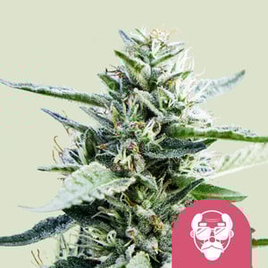 GDP Electric - Cannabissorte