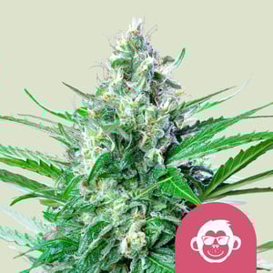Grape Ape - Cannabissorte