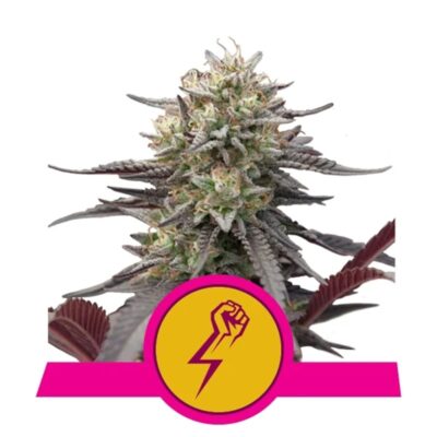 Green Crack Punch - Feminisiert - Hanfgarten