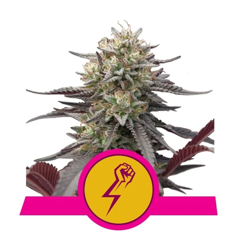 Green Crack Punch - Feminisiert - Hanfgarten