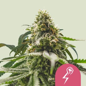 Green Crack - Cannabissorte