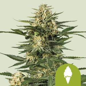 Green Gelato Auto - Royal Queen Seeds