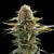 GSC - Cannabissorte
