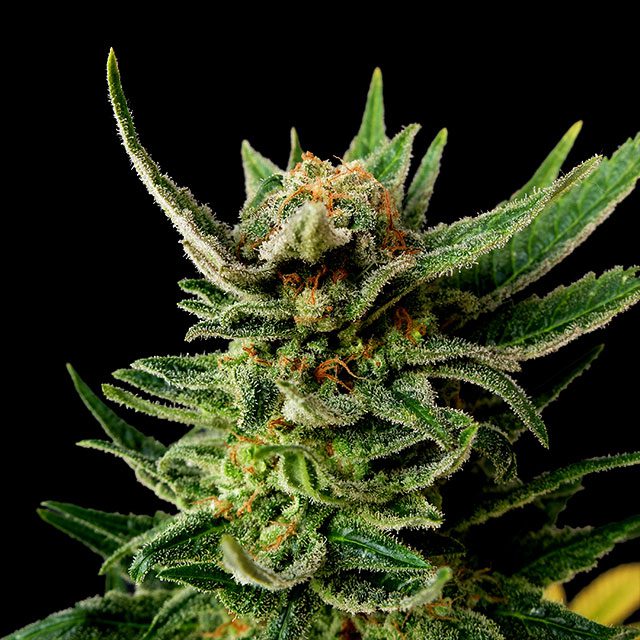 Gypsy Kush - Cannabissorte
